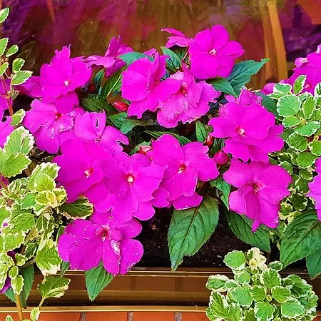 Bed & Breakfast Centrum25 3*